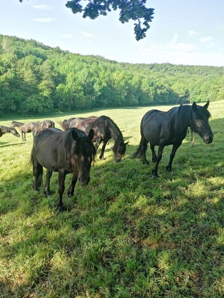 les chevaux chevaux a vendre