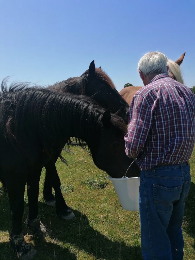 les chevaux chevaux a vendre