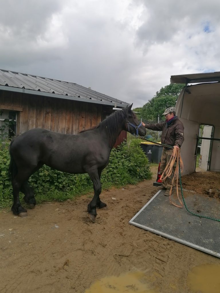 les chevaux chevaux a vendre