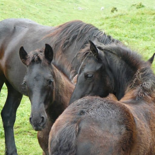 Histoire de l'élevage